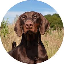 Brun päls (B-lokus)