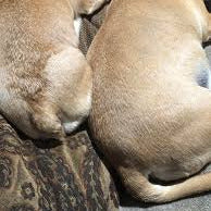 Kort svans (Bob-svans)